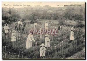 Old Postcard Collection tuberous Cote d & # 39Azur