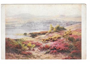 The Pond Edouard Pail Landscape Painting Sheep Salon de Paris JPP Postcard