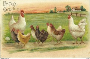 EASTER, 1900-10s; Greeting, Rooster & Hens in pasture, Country Scene