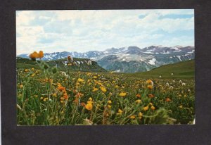 MT Northeast Entrance Yellowstone National Park Alpine Flowers Postcard Montana