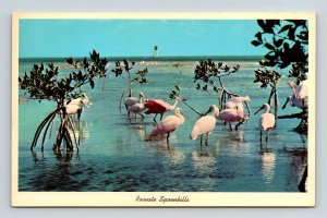 Roseate Spoonbills Everglades National Park Florida FL Postcard UNP VTG Unused 