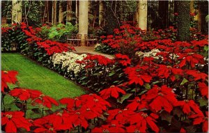 Longwood Gardens Kennett Square PA Pennsylvania Poinsettias Postcard VTG UNP 