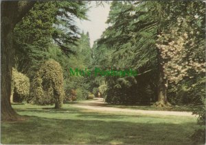 Gloucestershire Postcard - Main Drive, Westonbirt Arboretum  RR11080