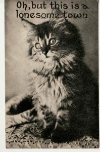 CAT / KITTEN  in LONESOME TOWN  postcard