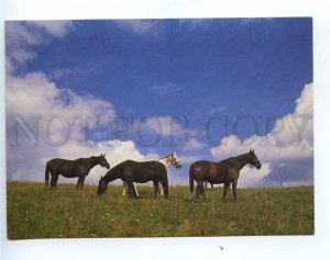 218654 POLAND HORSES old photo postcard