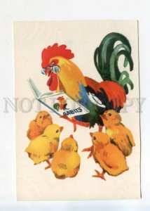 529015 USSR 1957 year Estonia Tynisson ABC Rooster and chickens old postcard