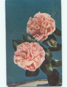 1950's BEAUTIFUL PINK CAMELIA FLOWERS k4605
