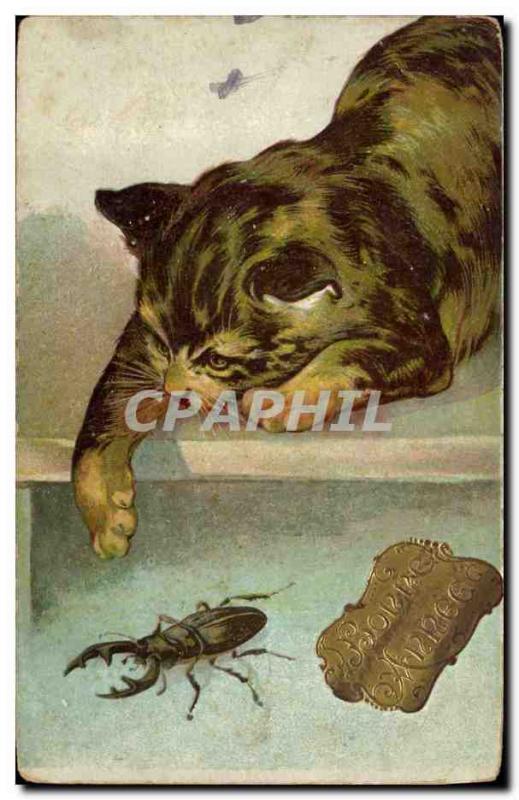 Postcard Old Cat Cats Kitten Bug