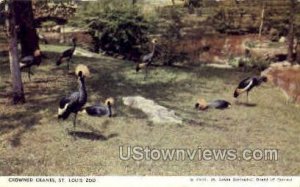 Crowned Cranes - St. Louis, Missouri MO Postcard