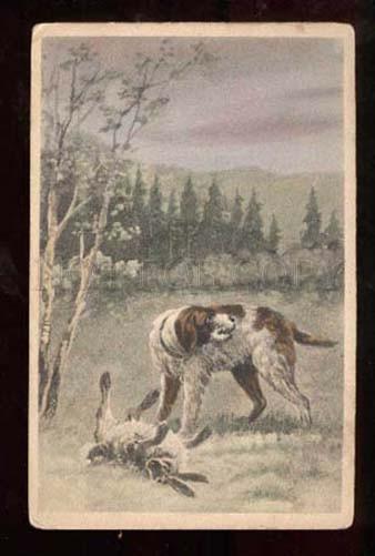 025361 English SETTER on Hunt. Hare. Vintage colorPC