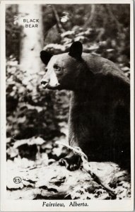 Fairview Alberta Black Bear Alta AB Unused Canadian Co. RPPC Postcard H4