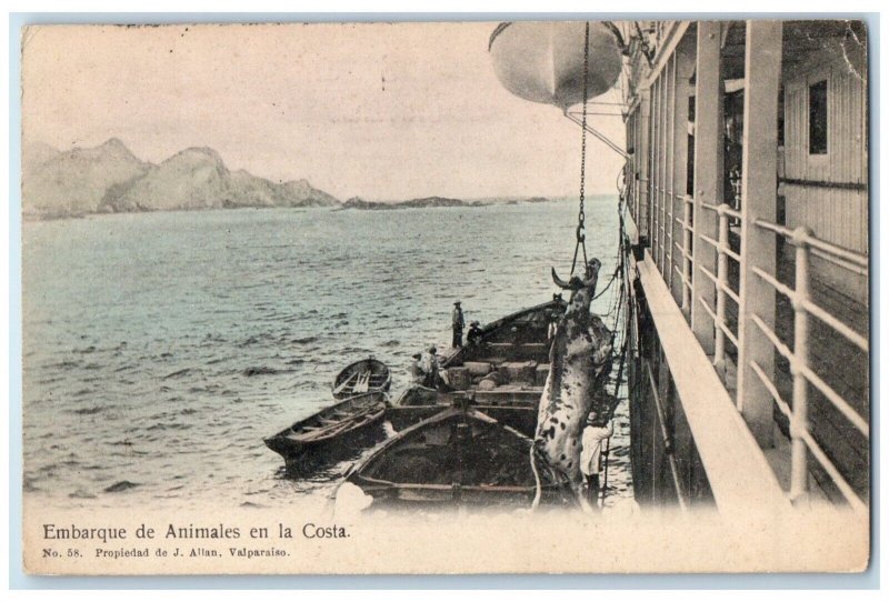 c1910 Shipment Of Animals On The Coast Chile Posted Antique Postcard