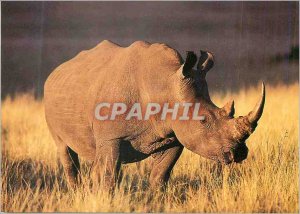 Postcard Modern White Rhinoceros South Africa