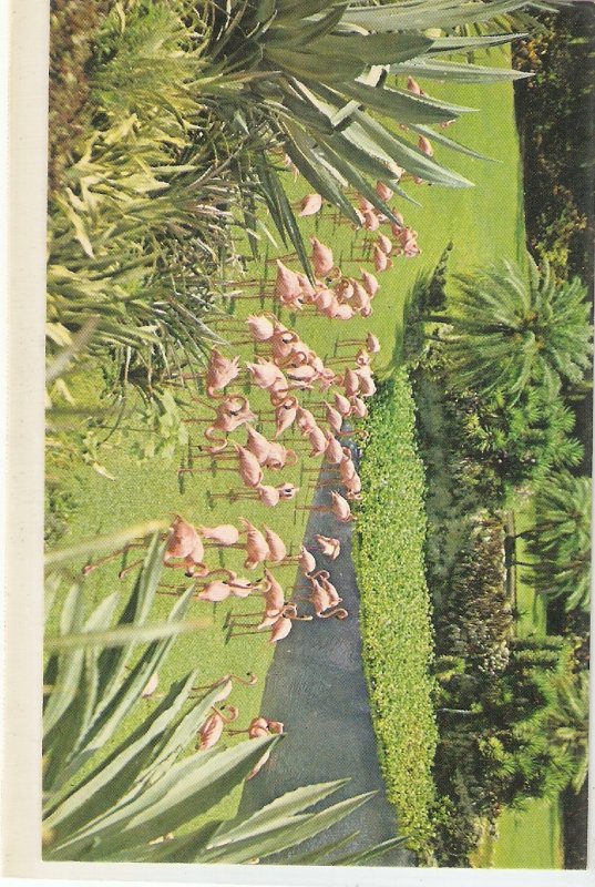 Colourful pink Florida Flamingos Nice vintage American postcard