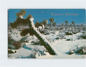 Postcard Season's Greetings, A Still World, Land of the Joshua