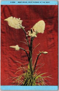 Bear Grass Wild Flower of the West Montana and Northern Idaho Fields Postcard