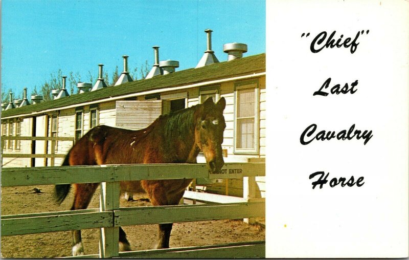 Postcard KS Fort Riley Chief Last Horse Used by US Cavalry Forces 1970s M62