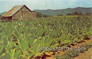 Tobacco, Farming Tobacco Ready for Harvest Unused 