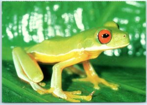 Postcard - Red-eyed Tree Frog - Monteverde, Costa Rica 