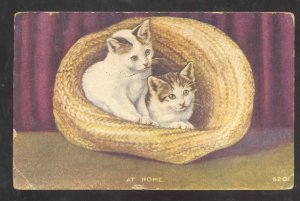 CUTE CATS KITTENS WHITE KITTYS AT HOME COOK COLORADO VINTAGE POSTCARD