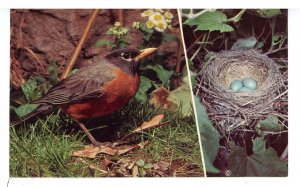 Birds - Robin & Egg Nest