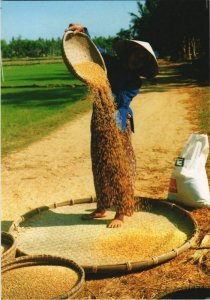 CPM Dong Que - Village Paddy-Processing VIETNAM (1068883)