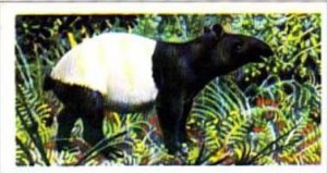 Brooke Bond Trade Card Asian Wildlife No 42 Malay Tapir