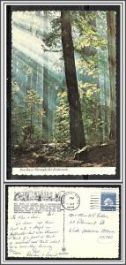 California, Hayward - Sun Rays Through the Redwoods - [CA-139]