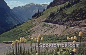 Bear Grass - Glacier Park, Montana MT  