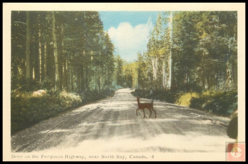 Deer on the Ferguson Highway, near North Bay, Canada