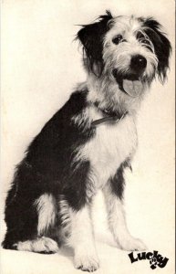 The National Enquirer MASCOT LUCKY The DOG  Pet Club Member ADVERTISING Postcard