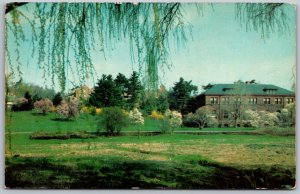 Jamaica Plain Boston Massachusetts 1950s Postcard Magnolias Arnold Arboretum