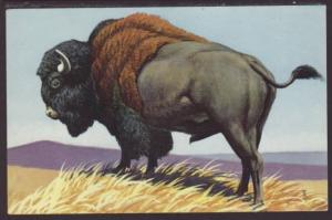 Bison Postcard 