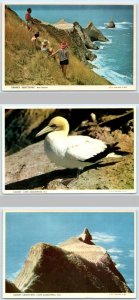 3 Postcards CAPE KIDNAPPERS, New Zealand ~ GANNET SANCTUARY Bird 4x6