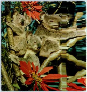 Postcard - Trio Of Koalas At Lone Pine & The Poinsettia - Brisbane, Australia