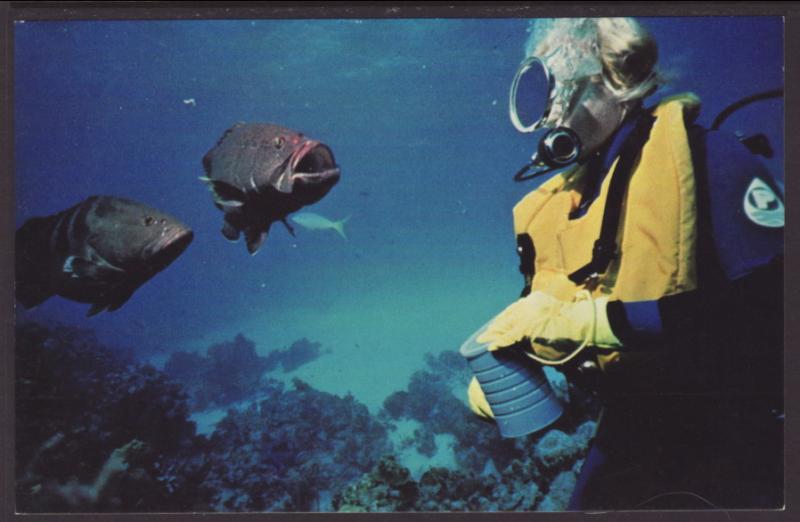 Groupers,San Salvador Island,Bahamas Postcard