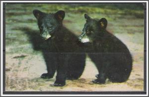 Black Bear Cubs - [MX-078]