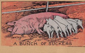 Bunch of Suckers Pig 1910 