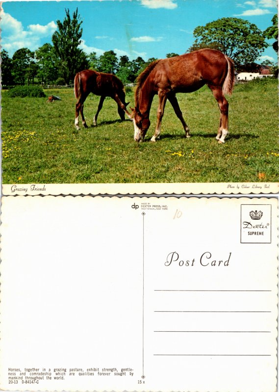 Horses (23764
