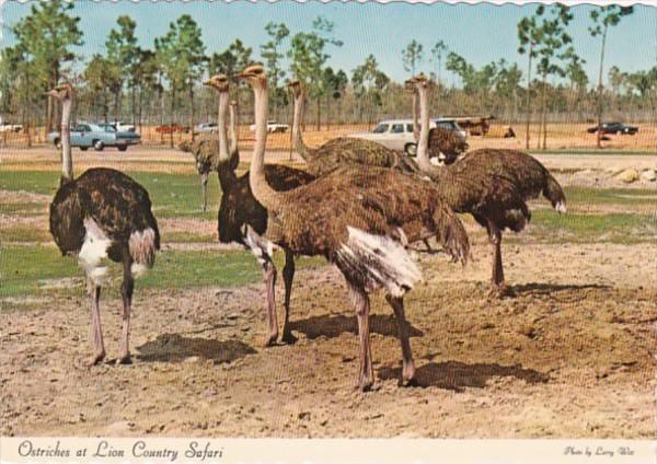 Florida West Palm Beach Ostriches At Lion Country Safari