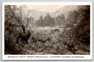 RPPC Bushbuck Group Simson African Hall CA Academy Of Science Postcard B43