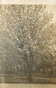 1909 Dawson Iowa Fruit Orchard RPPC Postcard 25-12143