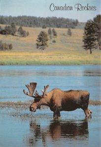 Canadian Rockies   Moose 