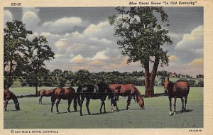 Blue Grass Scene in Old KY Horses Misc KY