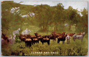 Vtg Zebras & Gnus Roosevelt Tour Expedition Africa 1909 View Postcard