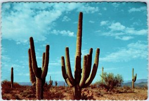 c1970s Pub. Phoenix, AZ Saguaro Cactus Scenic 4x6 Chrome PC Bob Petley Photo M10