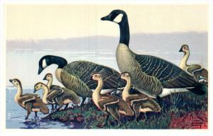 14262  Canada Goose    1939  America's Wildlife Resorces Wildlife series