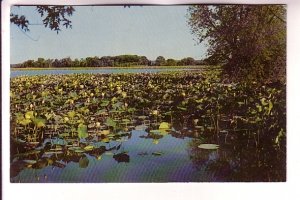 Lotus Blooms, Amana, Iowa, Used 1970