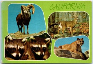 Postcard - Animals Of California