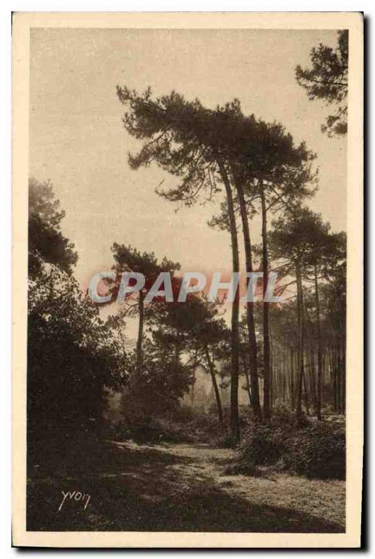 Old Postcard Arcachon Silhouettes of pines in the City of Winter